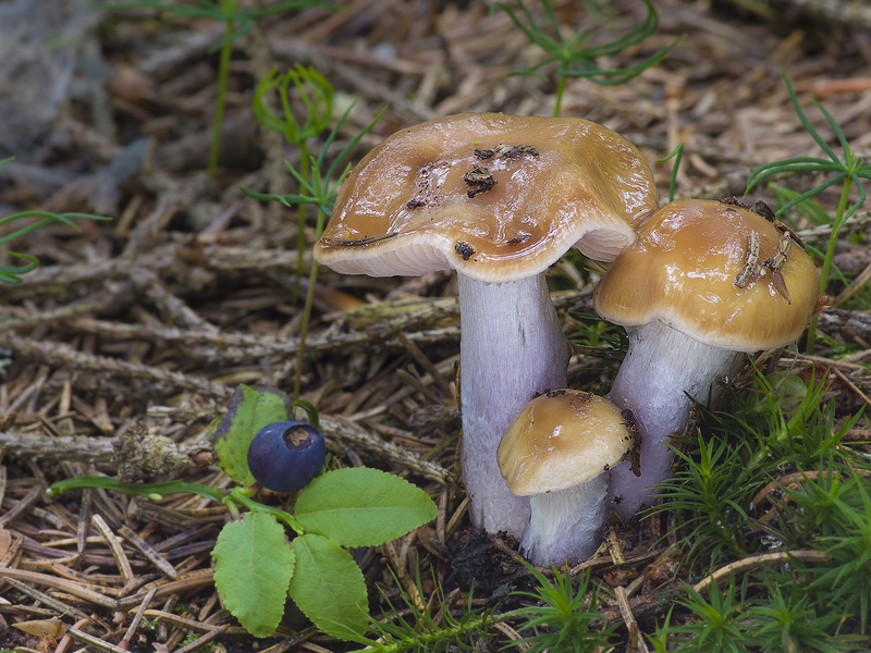 Cortinarius collinitus